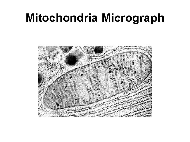 Mitochondria Micrograph 