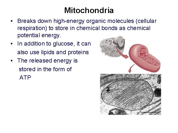 Mitochondria • Breaks down high-energy organic molecules (cellular respiration) to store in chemical bonds