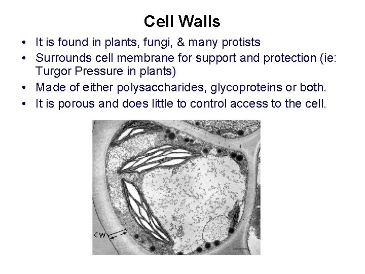 Cell Walls • It is found in plants, fungi, & many protists • Surrounds