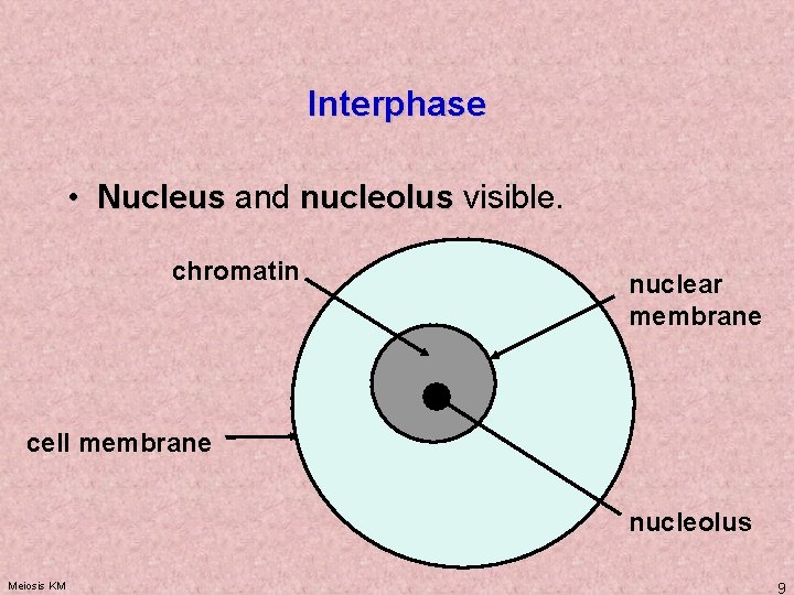 CELL CYCLE BMS 701 Basic cell and Molecular