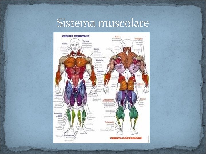 Sistema muscolare 
