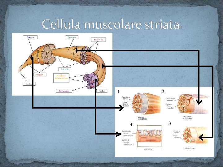 Cellula muscolare striata 1 