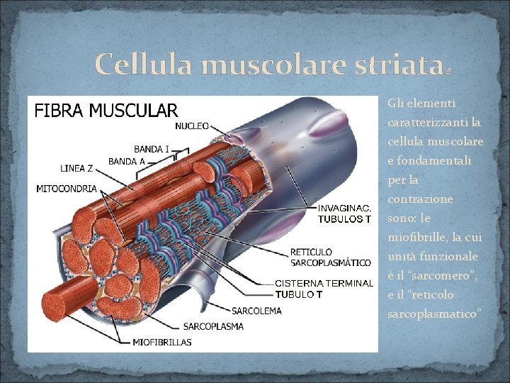Cellula muscolare striata 2 Gli elementi caratterizzanti la cellula muscolare e fondamentali per la