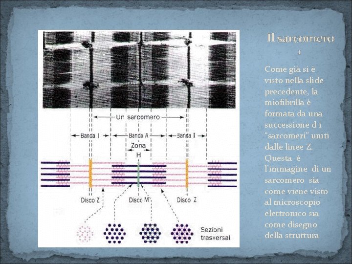 Il sarcomero 1 Come già si è visto nella slide precedente, la miofibrilla è