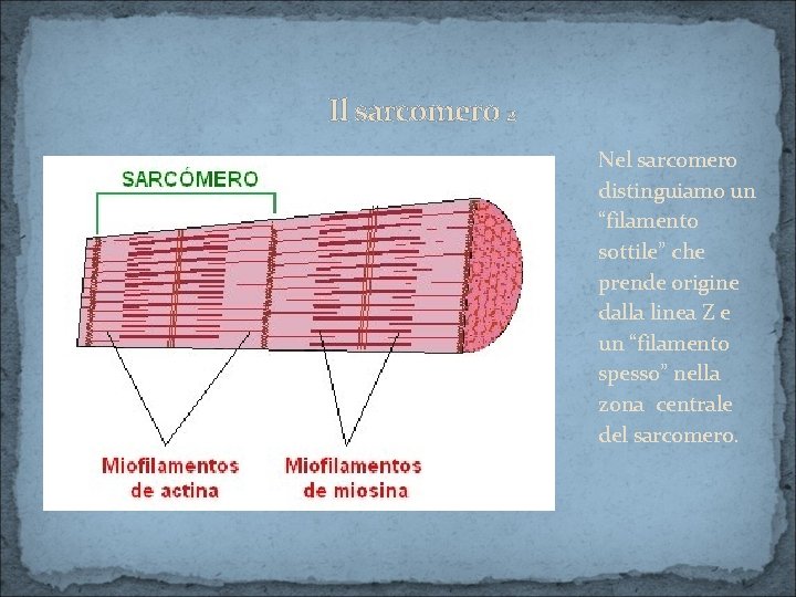 Il sarcomero 2 Nel sarcomero distinguiamo un “filamento sottile” che prende origine dalla linea
