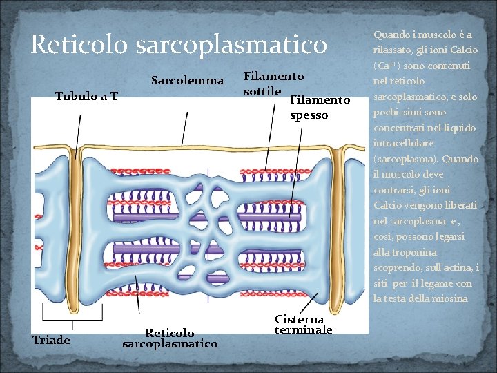 Reticolo sarcoplasmatico Sarcolemma Tubulo a T Triade Reticolo sarcoplasmatico Filamento sottile Filamento spesso Cisterna