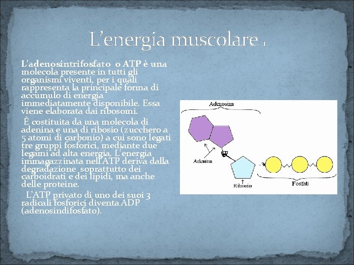 L’energia muscolare 1 L'adenosintrifosfato o ATP è una molecola presente in tutti gli organismi