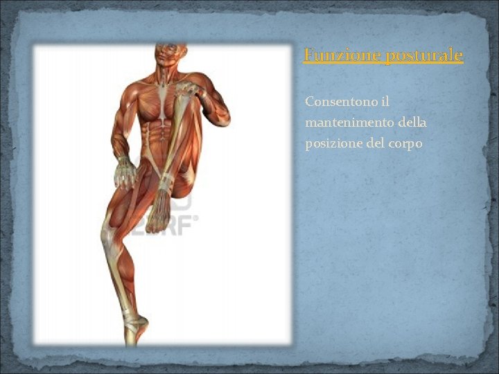 Funzione posturale Consentono il mantenimento della posizione del corpo 