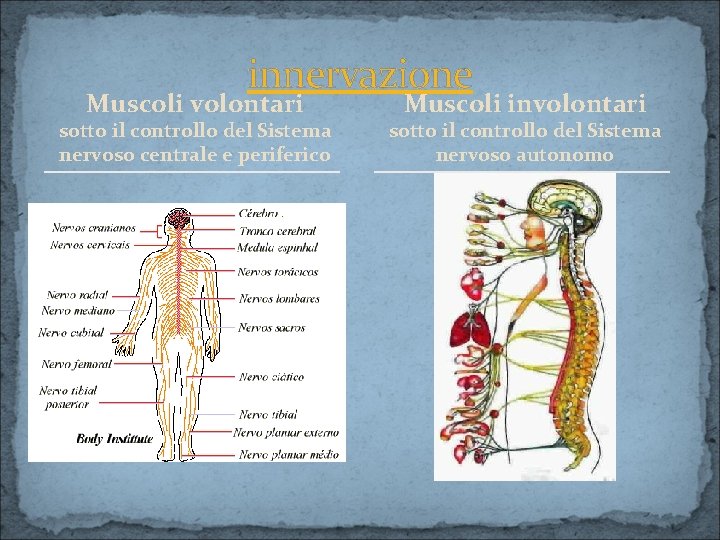 innervazione Muscoli volontari sotto il controllo del Sistema nervoso centrale e periferico Muscoli involontari