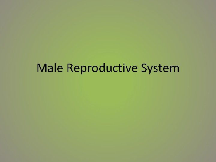 Male Reproductive System 