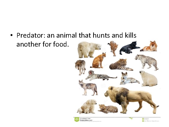  • Predator: an animal that hunts and kills another food. 