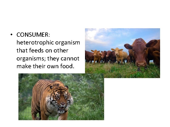  • CONSUMER: heterotrophic organism that feeds on other organisms; they cannot make their