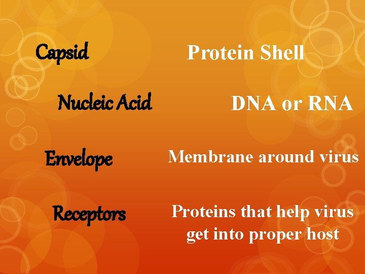 Capsid Nucleic Acid Envelope Receptors Protein Shell DNA or RNA Membrane around virus Proteins