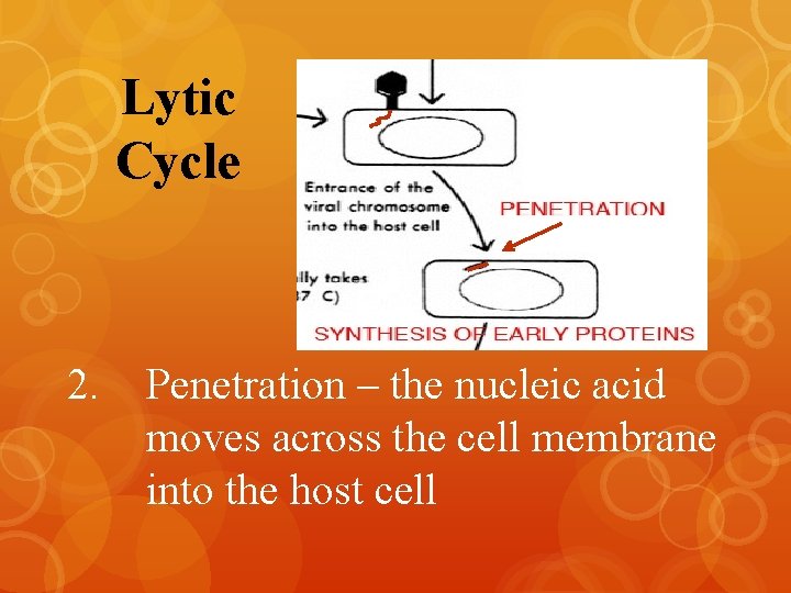 Lytic Cycle 2. Penetration – the nucleic acid moves across the cell membrane into