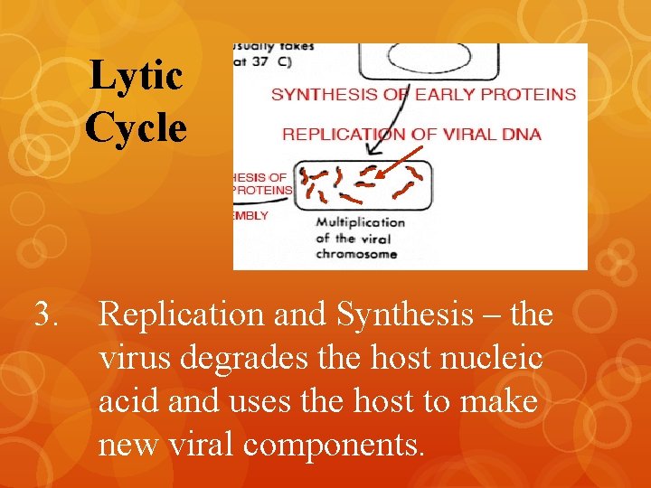 Lytic Cycle 3. Replication and Synthesis – the virus degrades the host nucleic acid