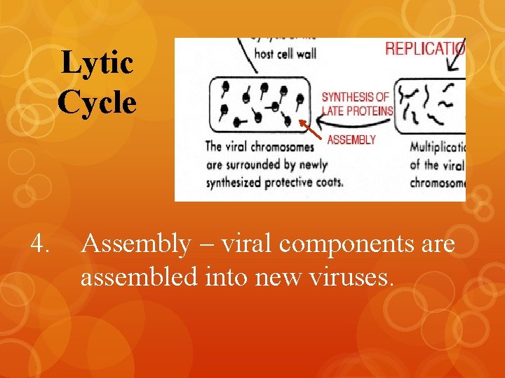 Lytic Cycle 4. Assembly – viral components are assembled into new viruses. 
