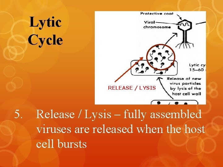 Lytic Cycle RELEASE / LYSIS 5. Release / Lysis – fully assembled viruses are