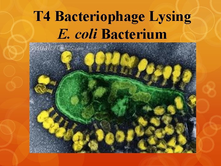 T 4 Bacteriophage Lysing E. coli Bacterium 