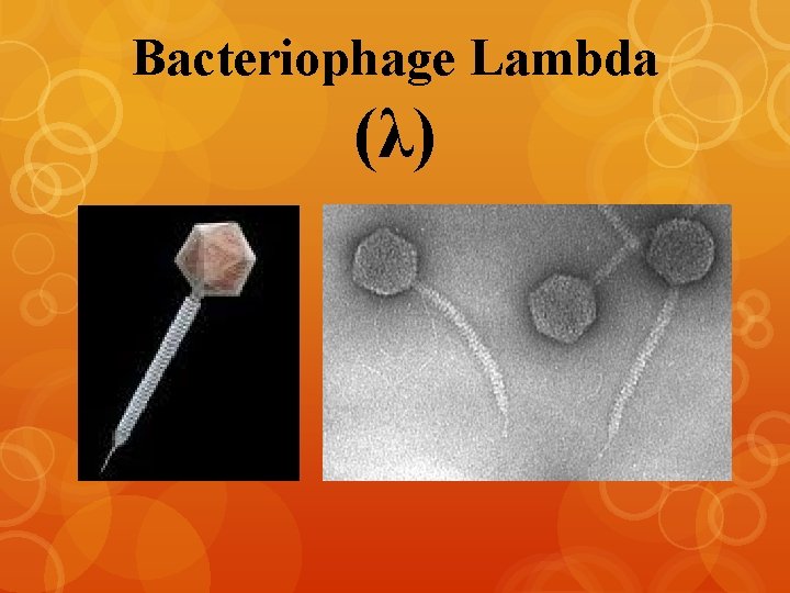 Bacteriophage Lambda (λ) 