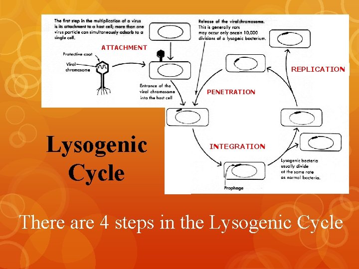 ATTACHMENT REPLICATION NNNNNNNNNN NNNNN Lysogenic Cycle PENETRATION nnn nnn nnn nndd dd INTEGRATION There