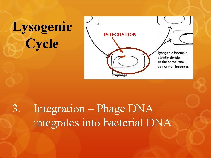 Lysogenic Cycle 3. INTEGRATION Integration – Phage DNA integrates into bacterial DNA 