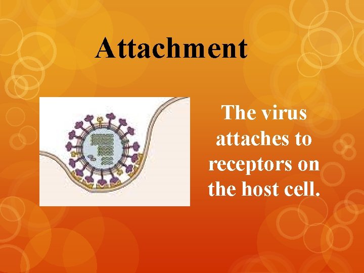Attachment The virus attaches to receptors on the host cell. 