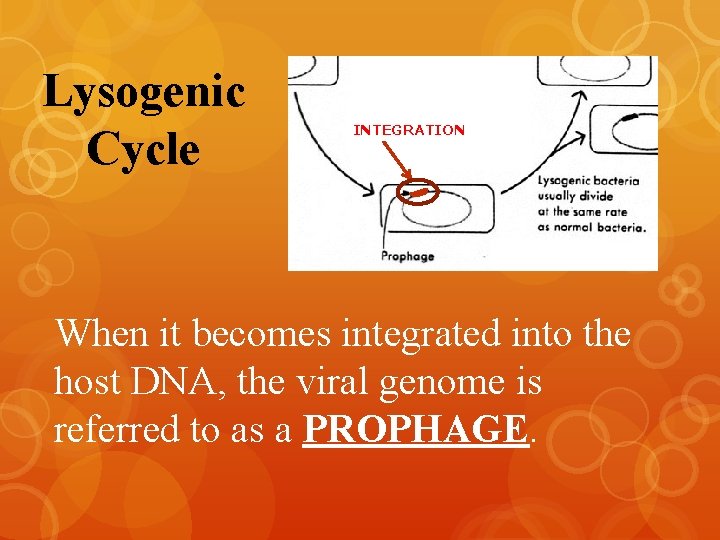 Lysogenic Cycle INTEGRATION When it becomes integrated into the host DNA, the viral genome