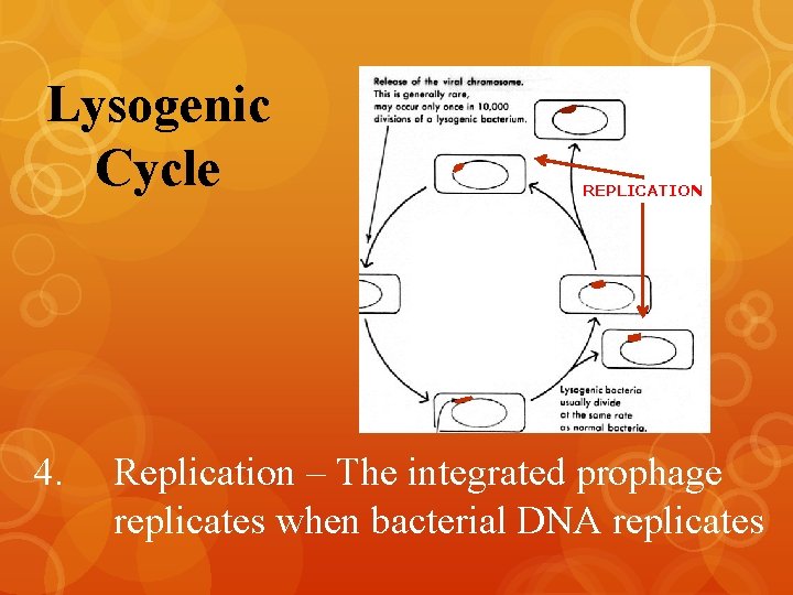 Lysogenic Cycle 4. REPLICATION Replication – The integrated prophage replicates when bacterial DNA replicates