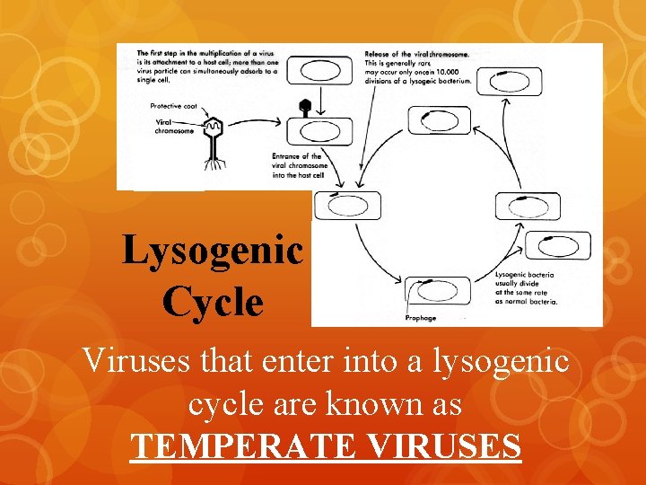 NNNNNNNN Lysogenic Cycle nnn nnn nnn nnd Viruses that enter into a lysogenic cycle
