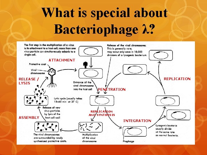 What is special about Bacteriophage λ? ATTACHMENT REPLICATION RELEASE / LYSIS PENETRATION ASSEMBLY REPLICATION