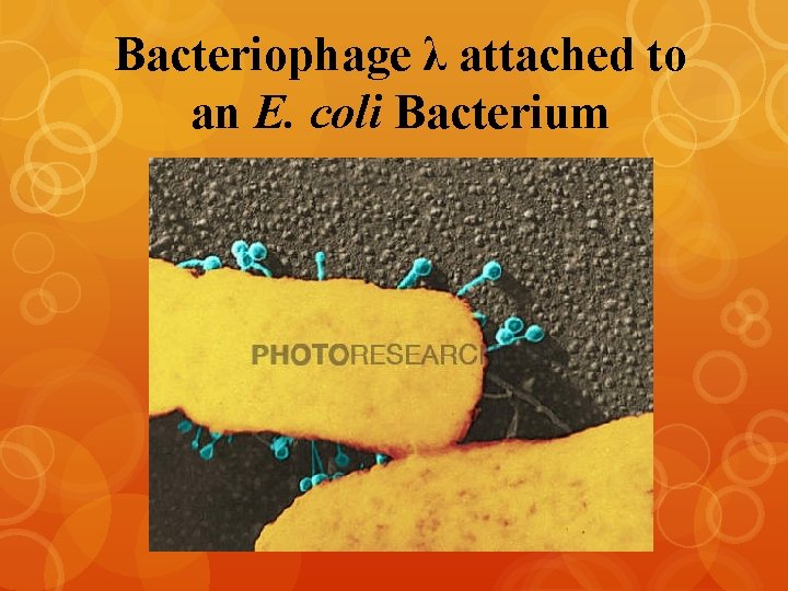 Bacteriophage λ attached to an E. coli Bacterium 
