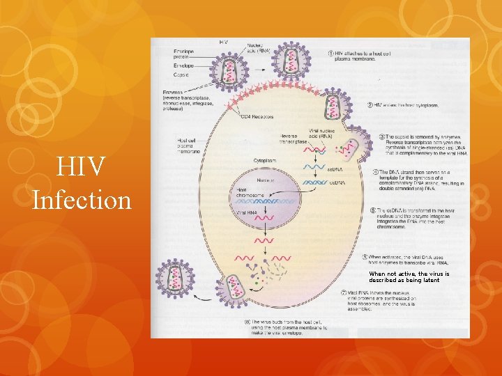 HIV Infection When not active, the virus is described as being latent 