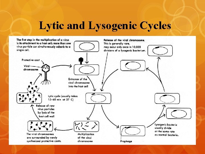 Lytic and Lysogenic Cycles 