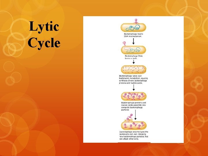 Lytic Cycle dddddddd dddddddd dddddddd dddddddd dddddddd dddddddd 