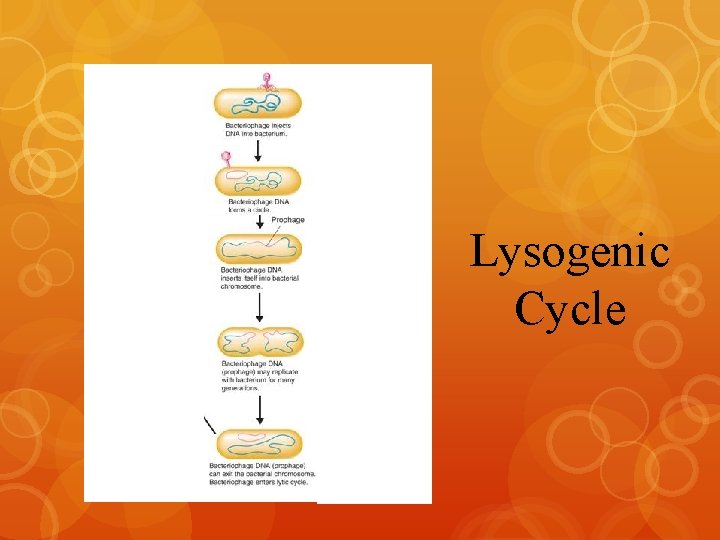 dddddddd dddddddd dddddddd dddddddd dddddddd dddd Lysogenic Cycle 