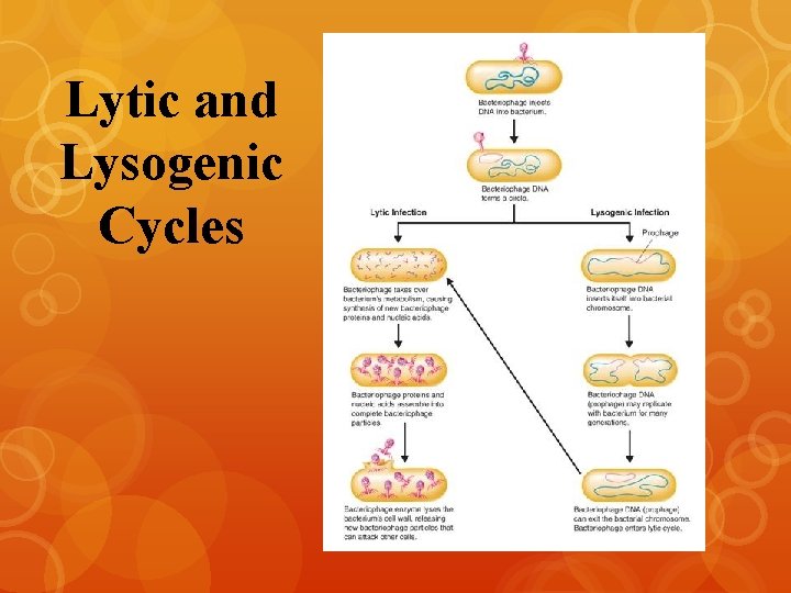 Lytic and Lysogenic Cycles 