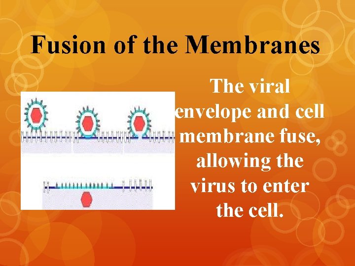 Fusion of the Membranes The viral envelope and cell membrane fuse, allowing the virus