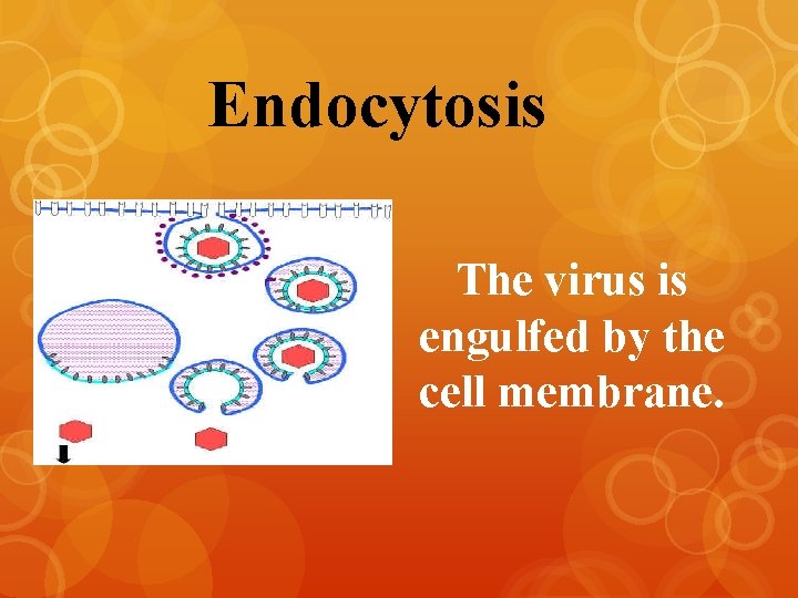 Endocytosis The virus is engulfed by the cell membrane. 