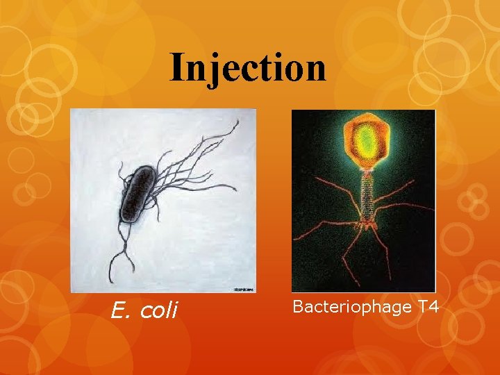 Injection E. coli Bacteriophage T 4 