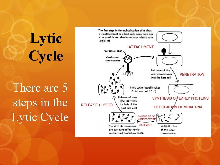 Lytic Cycle There are 5 steps in the Lytic Cycle ATTACHMENT RELEASE (LYSIS) 
