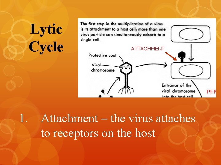 Lytic Cycle 1. ATTACHMENT Attachment – the virus attaches to receptors on the host