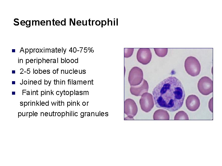 Segmented Neutrophil Approximately 40 -75% in peripheral blood n 2 -5 lobes of nucleus