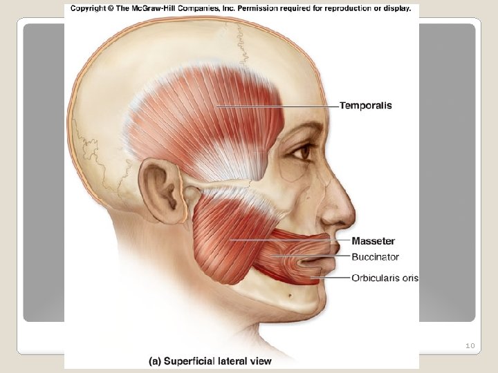 Axial Muscles Salt lake community college Human anatomy