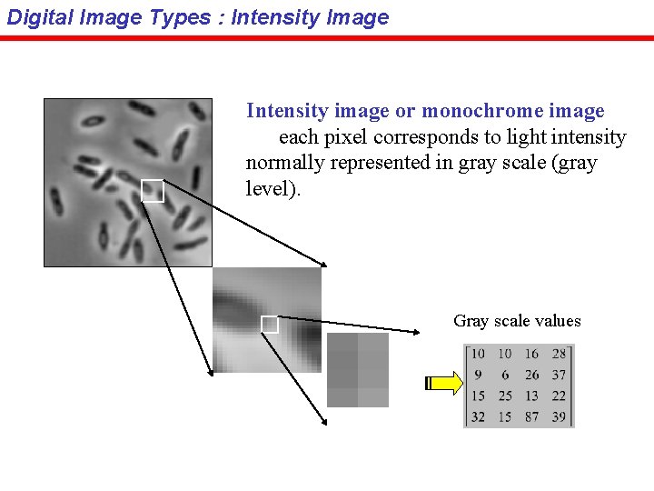 Digital Image Types : Intensity Image Intensity image or monochrome image each pixel corresponds