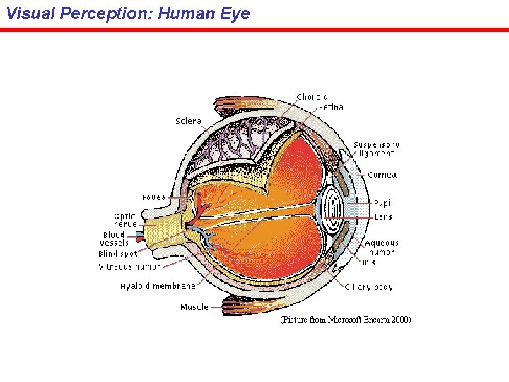 Visual Perception: Human Eye (Picture from Microsoft Encarta 2000) 