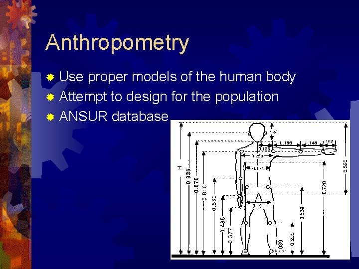Anthropometry ® Use proper models of the human body ® Attempt to design for