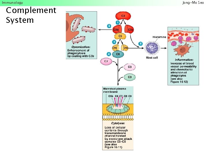 Immunology Complement System Jong-Mo Seo 