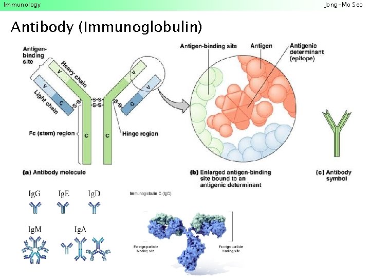 Immunology Antibody (Immunoglobulin) Jong-Mo Seo 