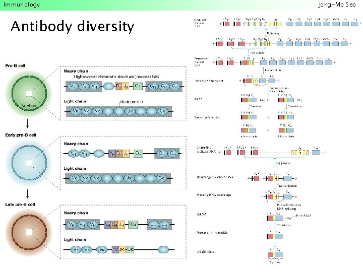 Immunology Antibody diversity Jong-Mo Seo 