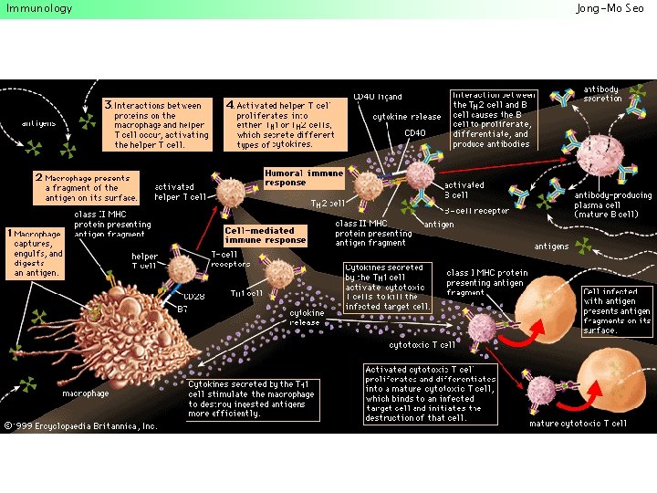 Immunology Jong-Mo Seo 